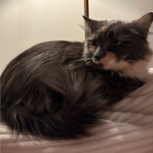 Meet your Posher, Mallie